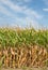 Tall Field of Corn Ready for Harvest in Vertical.