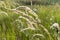 Tall field grass sweeps