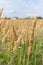 Tall field grass sweeps against sky