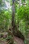 Tall fig tree with large roots.