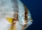 Tall-fin batfish Platax teira - large fish  with a flat shiny body close-up