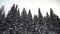 Tall fir trees covered by snow in a frozen landscape. Panorama of winter dark spruce trees