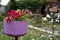 Tall flower pot with blooming petunia against the backdrop of a rural house