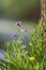 Tall flower with purple petals in the grass against a blurred dark background