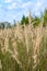 Tall flowering flower in summer  wild plant in the fields