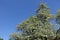 Tall flowering pear tree against the sky