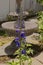 A tall, flowering stalk, with flowers and buds, of a Guardian Blue Delphinium growing in a garden in Wisconsin