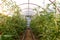 Tall flowering tomato bushes in the greenhouse