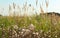 Tall fluffy grass in field