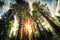 Tall Forest of Sequoias, Yosemite National Park, California