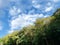 Tall forest treetop trees sunshine puffy clouds blue sky slanted nature atmosphere