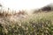 Tall Foxtail Grass in a Prairie in the Morning