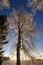 Tall frost tree
