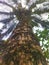 tall and fruitful coconut trees in Indonesian plantations