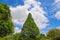 A tall full lush green pine tree surrounded by other lush green trees and blue sky and powerful clouds at Atlanta Botanical Garden