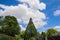 A tall full lush green pine tree surrounded by other lush green trees and blue sky and powerful clouds at Atlanta Botanical Garden