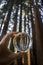 Tall Giant Redwood Forest Trees Captured in Glass Ball Held in F