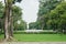 Tall giant tree with green lawn in public park