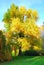 Tall gingko biloba tree in autumn