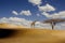 A tall giraffe in the African desert