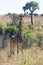 TALL GIRAFFE AGAINST A HILL IN SUNLIGHT IN A SOUTH AFRICAN LANDSCAPE