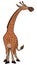 Tall Giraffe Cartoon Color Illustration