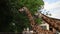 Tall giraffe chewing leaves, standing near trees