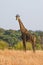 A Tall Giraffe in the Chobe National Park