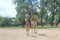 A tall giraffe with its baby in the Chester zoo