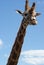 Tall Giraffe Looking at Me