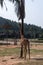 Tall giraffe near the palm tree