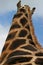 Tall giraffe neck