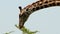 Tall giraffe neck feeding on acacia tree reaching down detail shot, African Wildlife in Maasai Mara