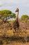 Tall giraffe in South Africa