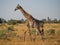 Tall giraffe walking gracefully through dry yellow savannah scenery, Moremi National Park, Botswana