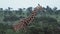 A Tall Giraffe Walking Slowly Behind The Bushes In Kenya Wildlife - Wi