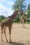 Tall giraffes in the Chester Zoological garden, Great Britain