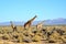 Tall giraffes in the savannah in South Africa. Wildlife conservation is important for all animals living in the wild