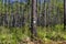 The tall glorious pine trees. Tallahassee, Florida, USA