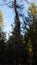 Tall gnarled pine tree with a crisp blue sky