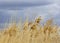 Tall Golden Grasses Blowing Against Storm Skies