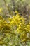 Tall Goldenrod Wildflowers - Solidago altissima