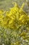 Tall Goldenrod Wildflowers - Solidago altissima