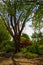 A tall gorgeous lush green tree surrounded by red and lush green plants in the garden with blue sky and powerful clouds