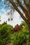 A tall gorgeous lush green tree surrounded by red and lush green plants in the garden with blue sky and powerful clouds