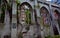 Tall gothic windows of the ruined church / abbey covered with ivy