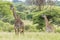 Tall, graceful giraffes standing in the middle of a lush, green field