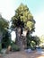 Tall Grandfather Tree at Redwoods Forest