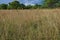 Tall grass in African savanna nature detail