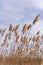 Tall grass blowing in wind